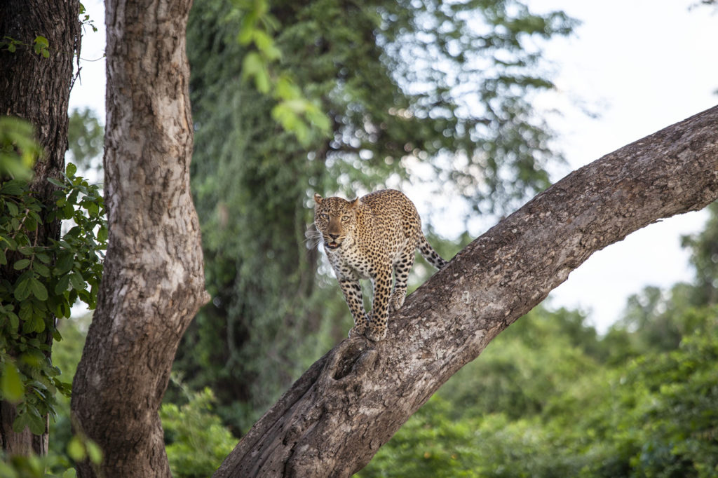 A leopard standing on a branch preparing to jump in South Luangwa National Park Zambia