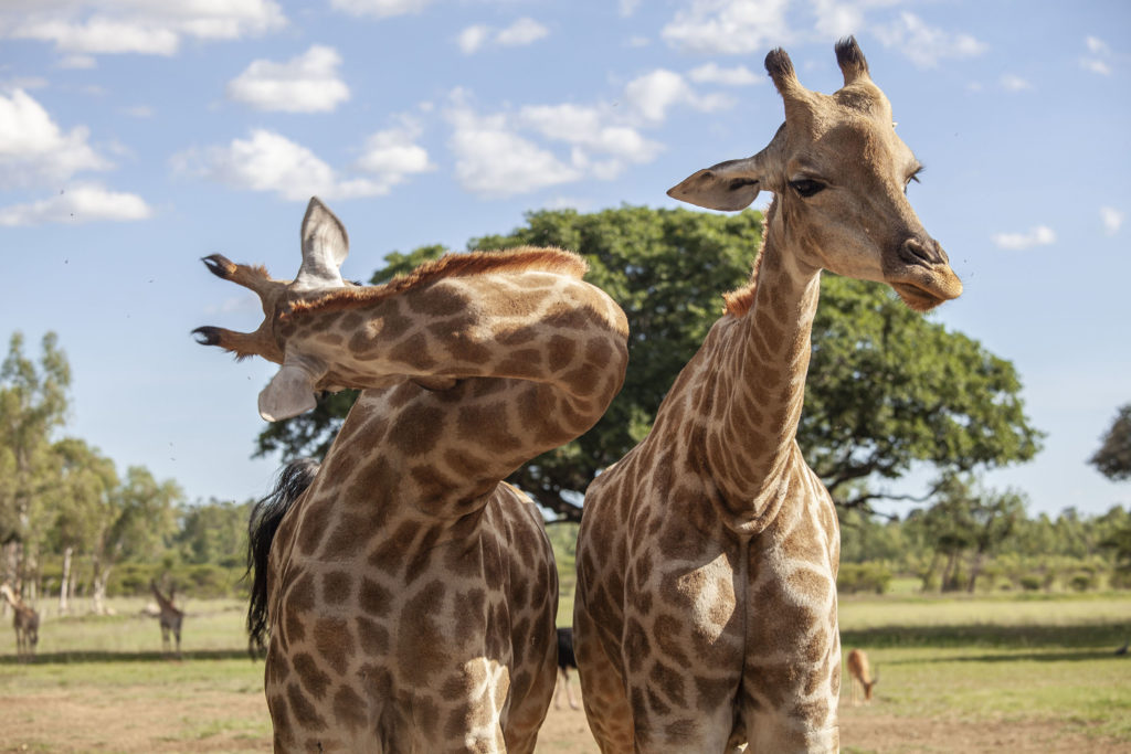 A pair of giraffes at Wild is Life in Harare Zimbabwe