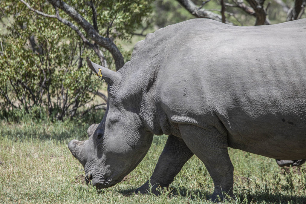 A white rhino in Matobo National Park in Zimbabwe