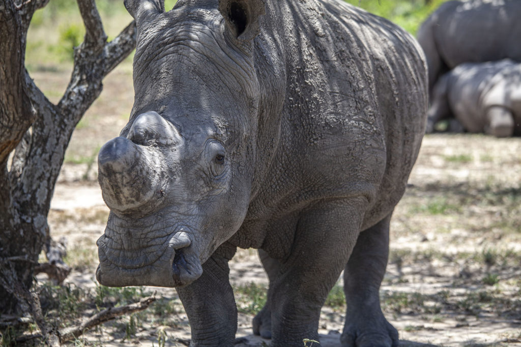 A white rhino seen on a foot trek in Matobo National Park in Zimbabwe