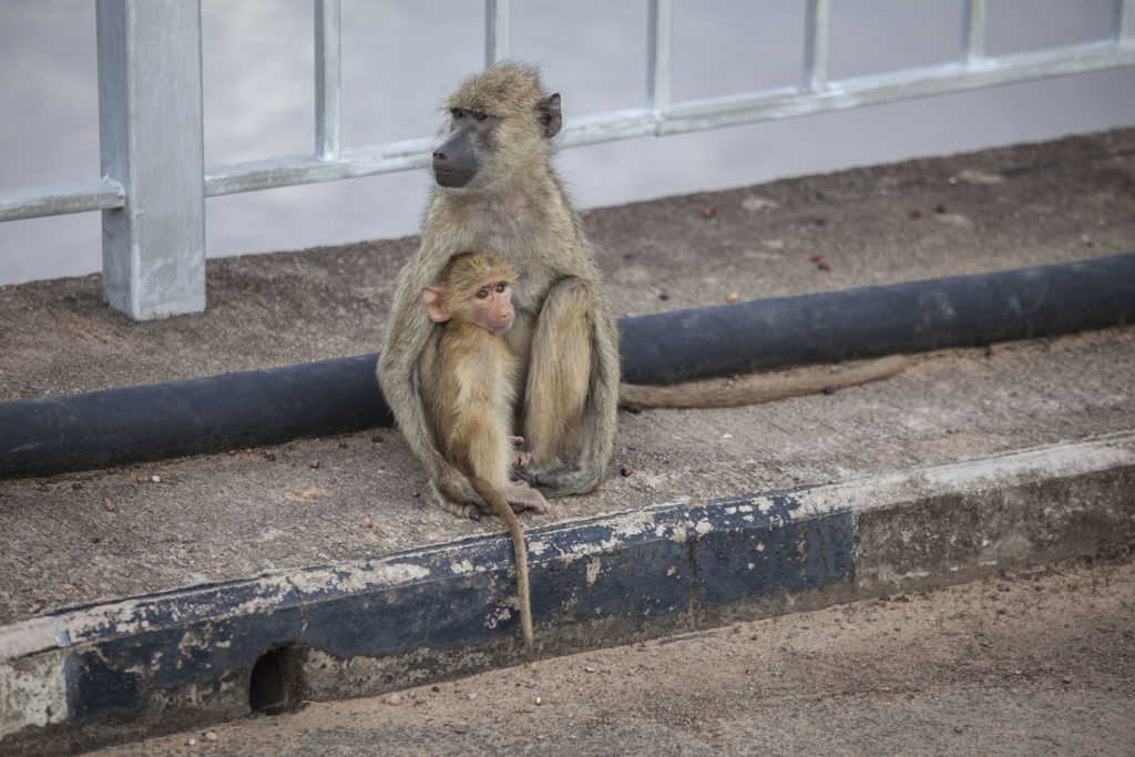 Adult and child monkey sitting on a bridge outside South Luangwa National Park in Zambia