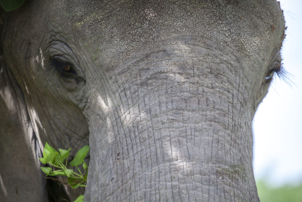 Closeup of elephant eating foliage in Chobe National Park Botswana