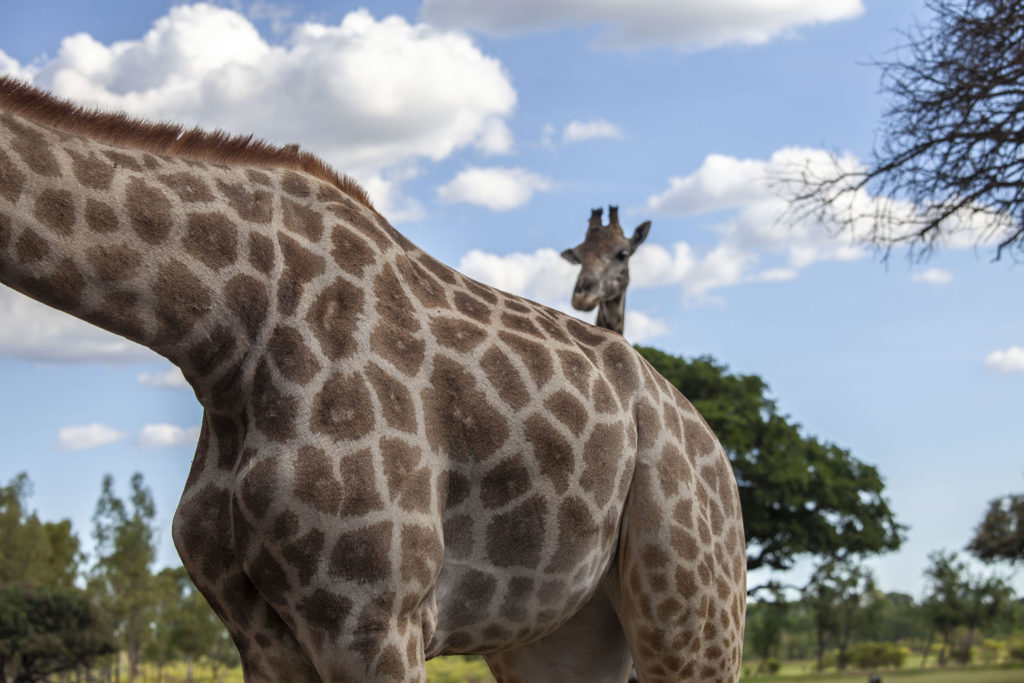 Giraffes at Wild is Life sanctuary in Harare Zimbabwe