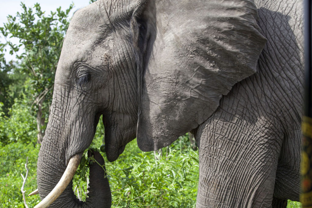 Profile of elephant eating in Chobe National Park Botswana