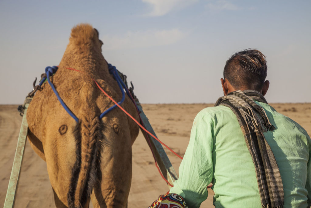 Boy with camel heading towards White Rann of Kutch, Gujarat, India