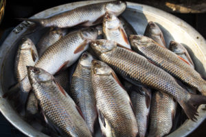 Fish at a market in Sreemangal, Bangladesh