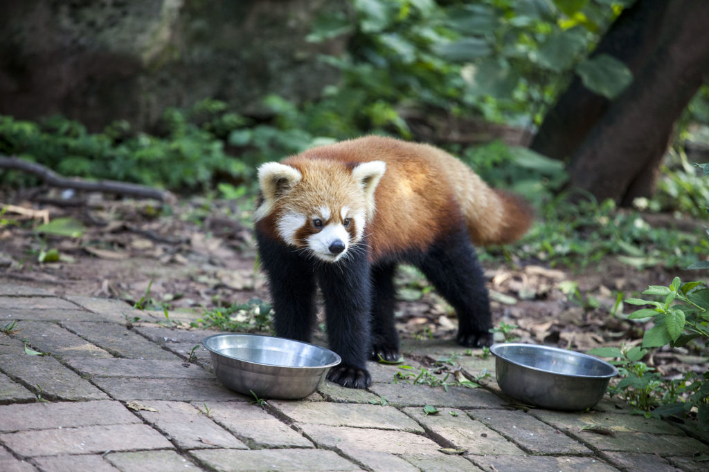 A panda at the zoo in Chengdu, China