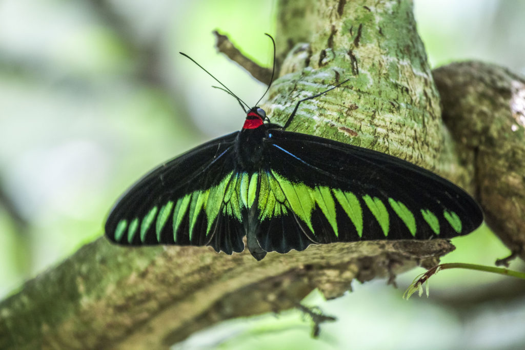 Beautiful butterfly at Park in Kuala Lumpur, Malaysia