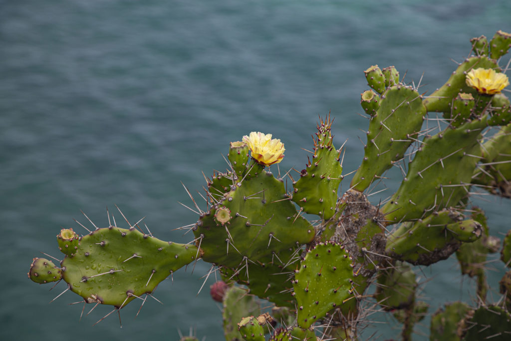 Cactus at Baie du Caps, Mauritius