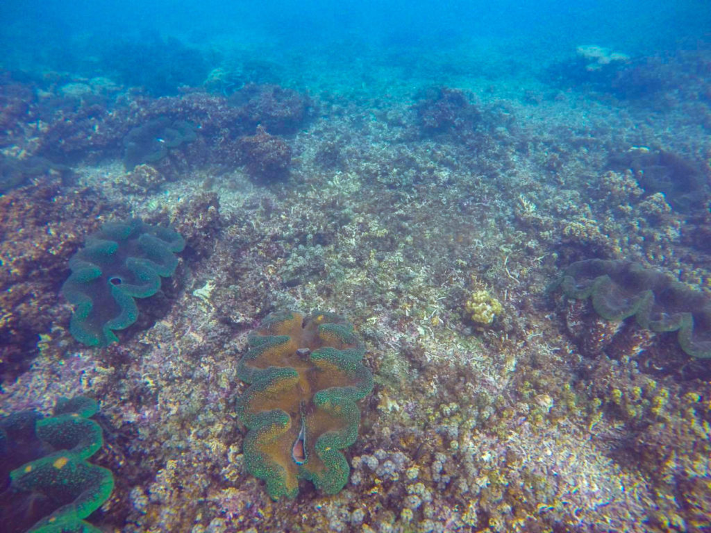 Clams in Samoa