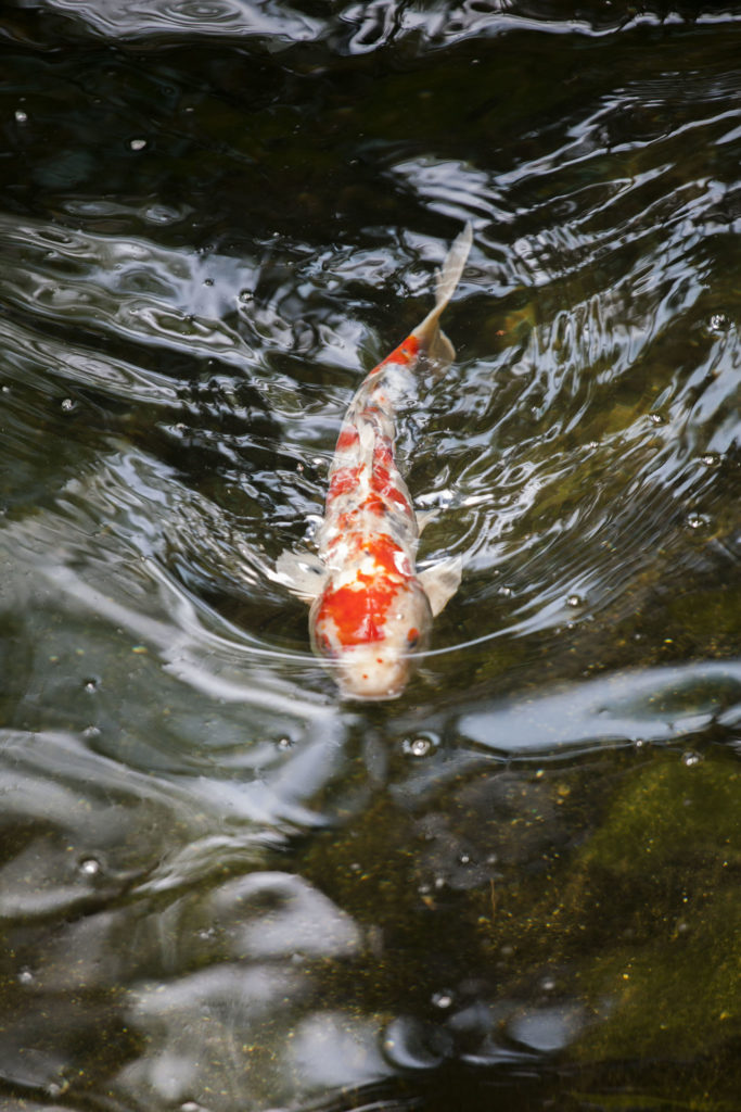 Fish in pond, Kuala Lumpur, Malaysia