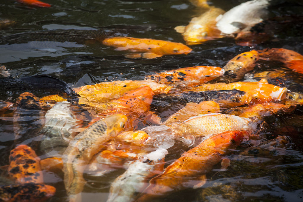 Fish in pond in Chengdu, China