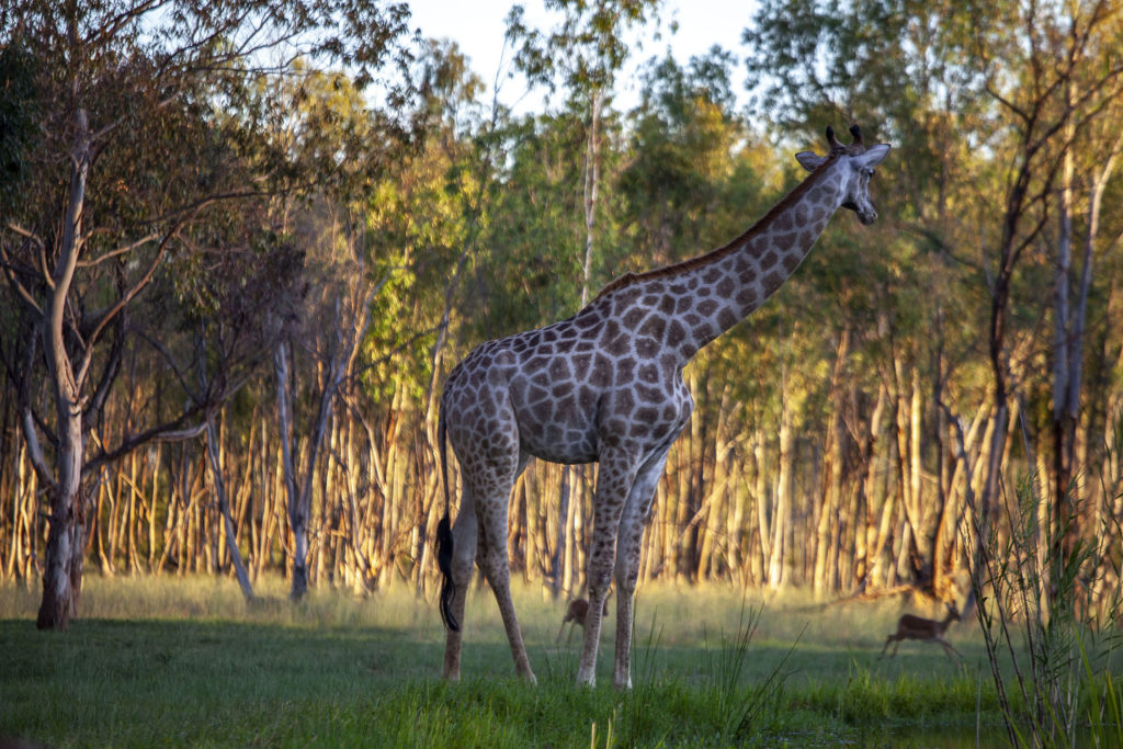 Giraffe at Wild is Life in Harare, Zimbabwe