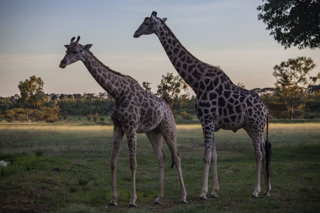 Giraffes at Wild is Life in Harare, Zimbabwe