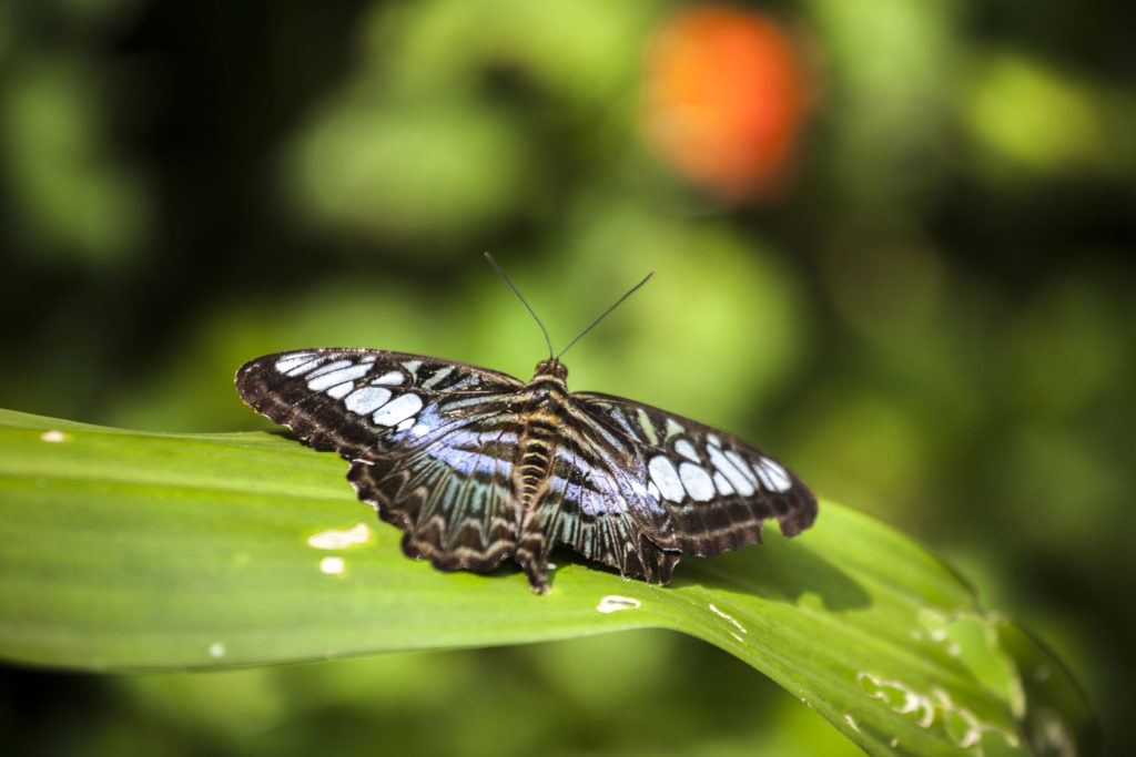 Large butterfly at Park in Kuala Lumpur, Malaysia