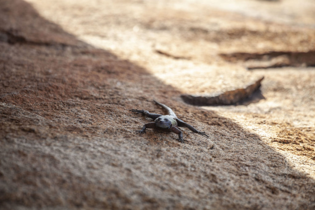 Lizard on rock near World's View in Matobo National Park Zimbabwe