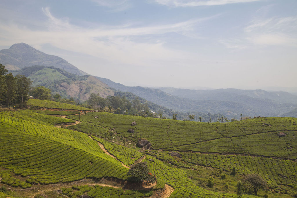 Munnar tea plantations, India