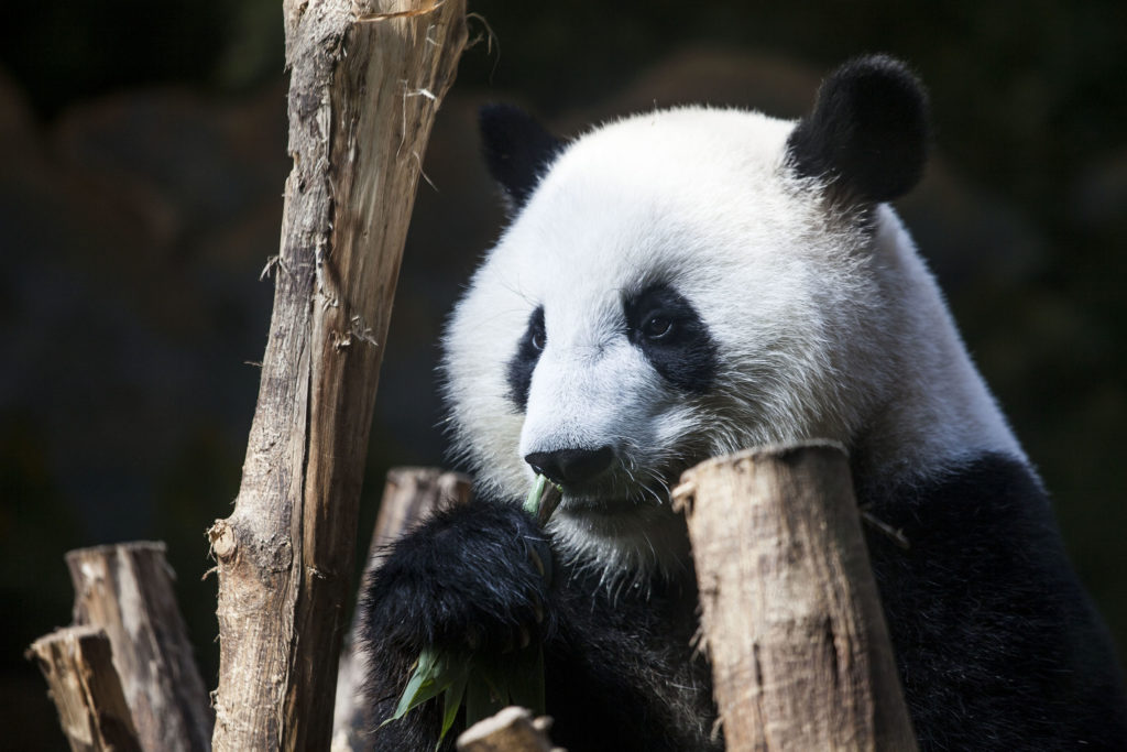 Panda at zoo in Chengdu, China