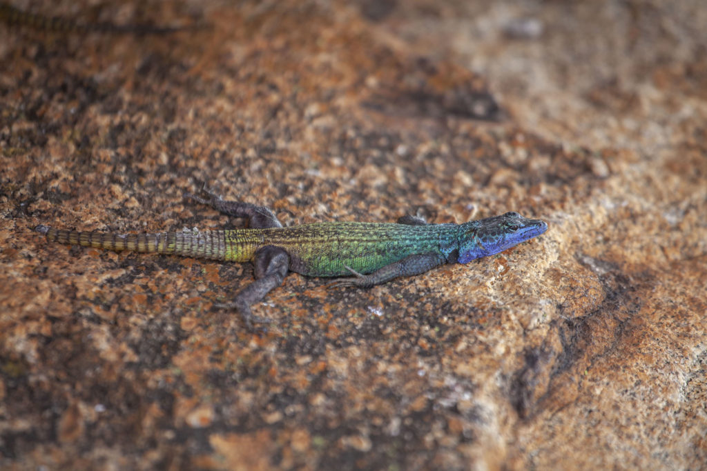 Psychedelic lizard on multicoloured lichen at World's View in Matobo National Park Zimbabwe