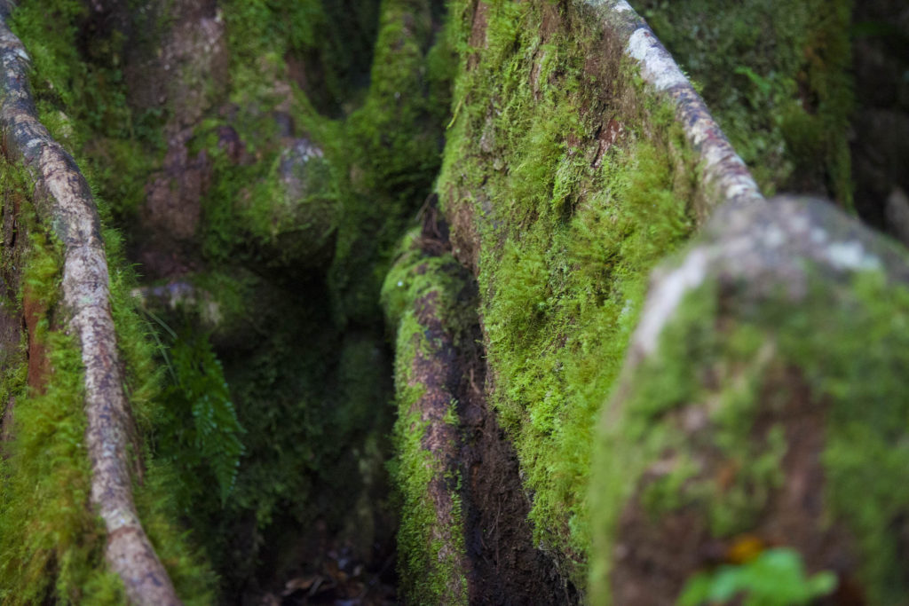 Roots of tree in Ma Tree O Le Pupu-pue National Park, Samoa