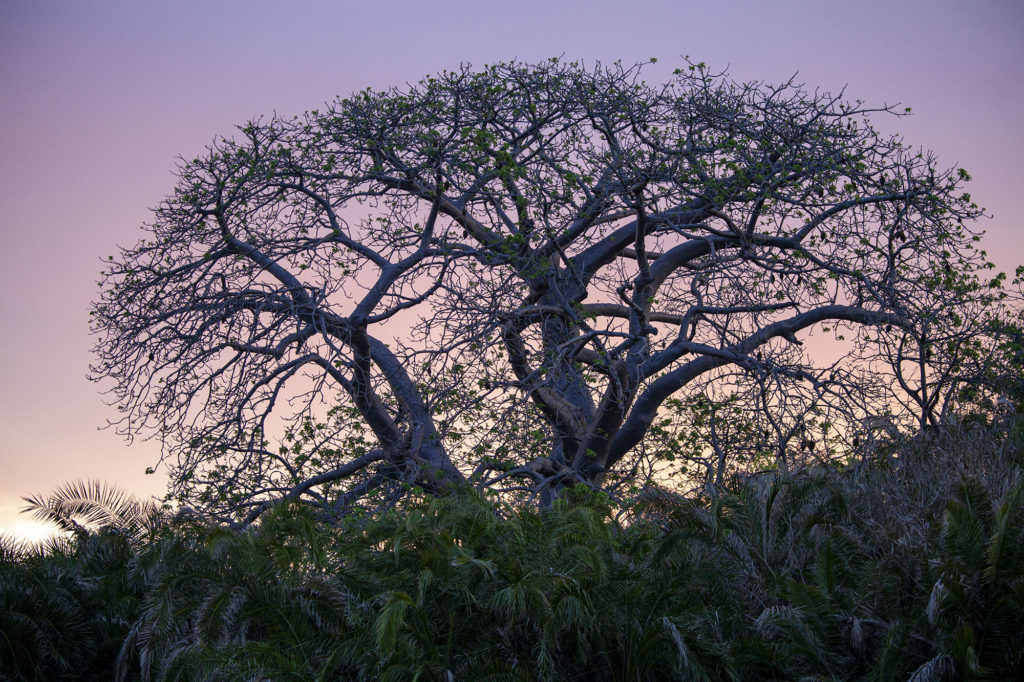 Silhouette of Baobab tree at dusk on Itsamia beach Moheli Comoros