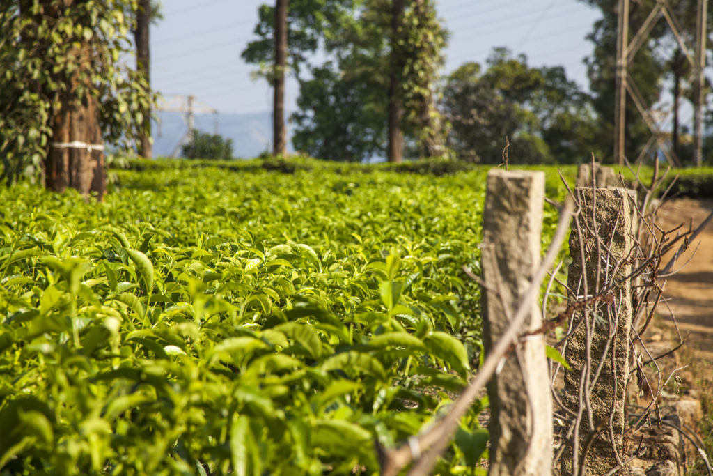 Tea plantation, Munnar, India