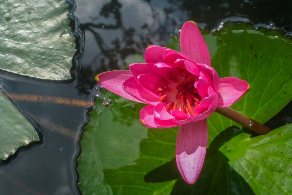 Water lily at site in Sigiriya, Sri Lanka