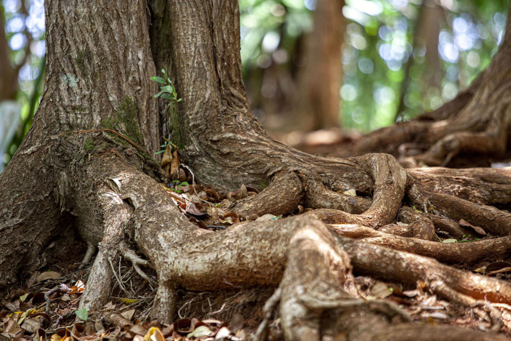 Tree roots on ground Chamarel waterfall Mauritius